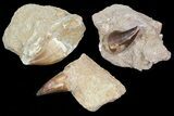 Lot: - Fossil Mosasaur Teeth In Rock - Pieces #77168-2